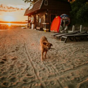 Dog Friendly Beach and Boathouse